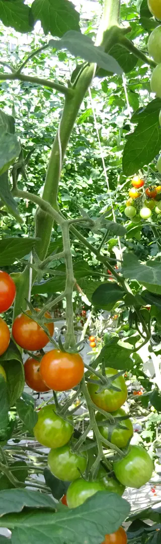 Ganzjähriger Tomatenanbau